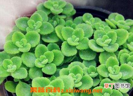 一抹香的养殖方法和注意事项