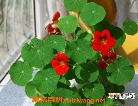 旱荷花的养殖方法和注意事项