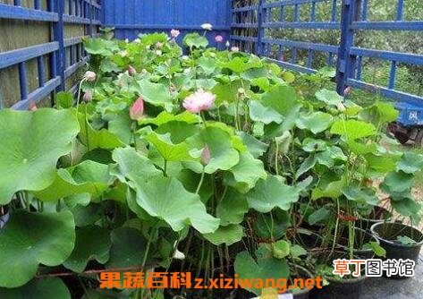 旱荷花的养殖方法和注意事项