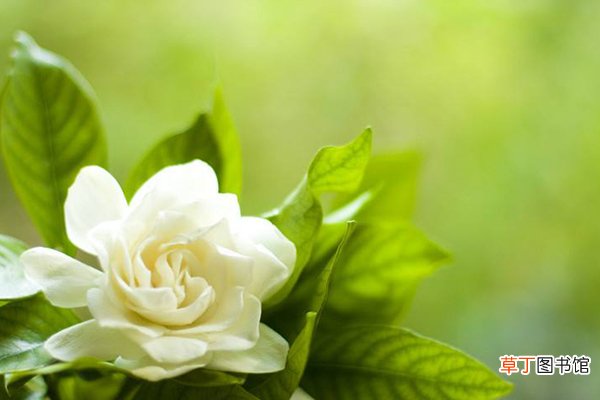 这“4种”花养家里，一年到头“绿油油”，浇点水就能长满盆！