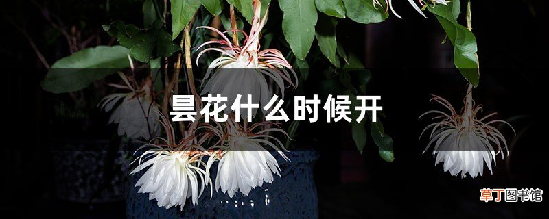 昙花什么时候开