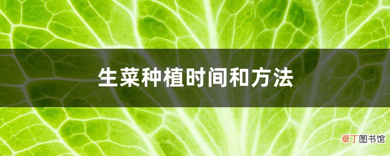 生菜种植时间和方法