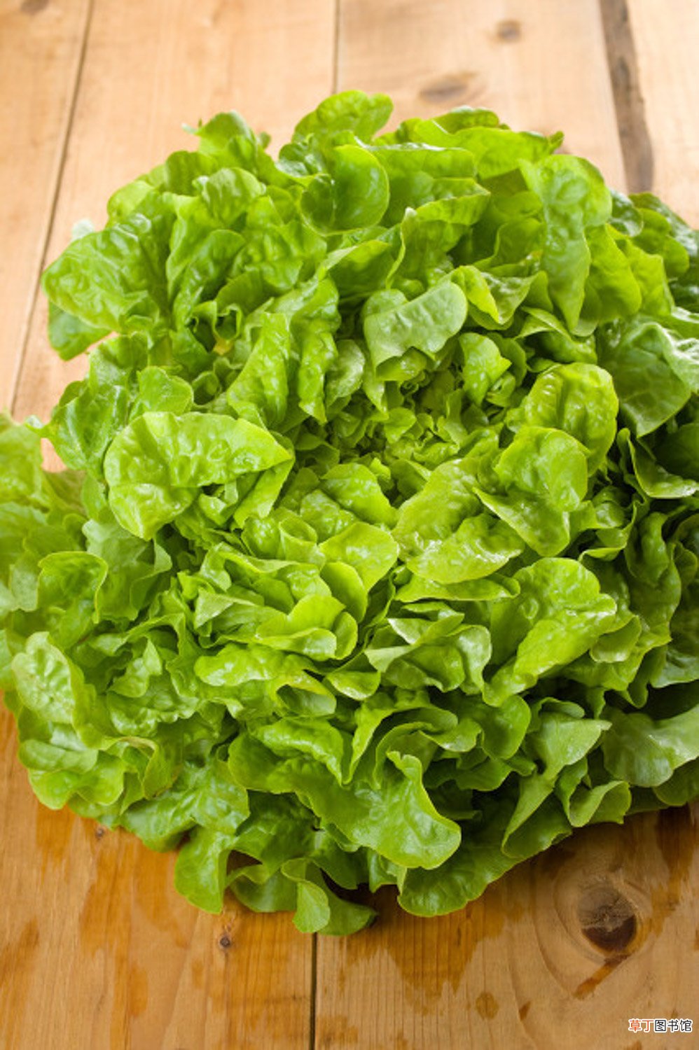 生菜种植时间和方法