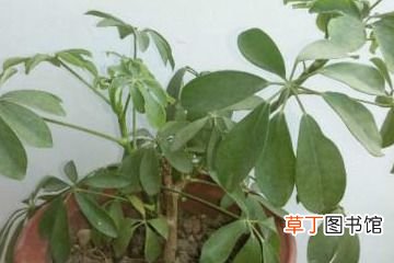 摇钱树的简单养法 摇钱树怎么养