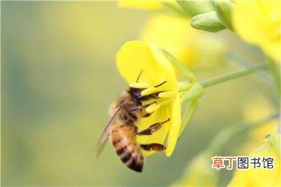 女孩救起大黄蜂后将其当宠物养！具体怎么回事?附详情！