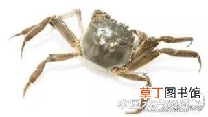 一年级数学螃蟹有几条腿 为什么螃蟹横着走