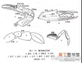一年级数学螃蟹有几条腿 为什么螃蟹横着走