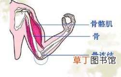 为什么人老了骨骼变大 为什么骨骼大