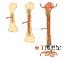 为什么人老了骨骼变大 为什么骨骼大