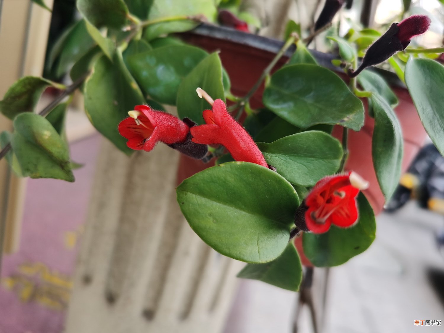 口红花怎么养