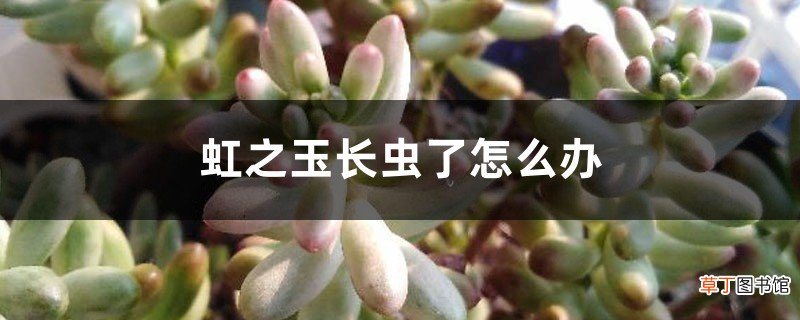虹之玉长虫了怎么办