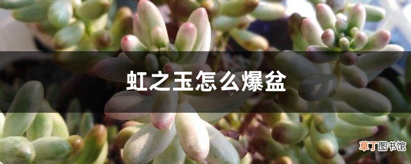 虹之玉怎么爆盆