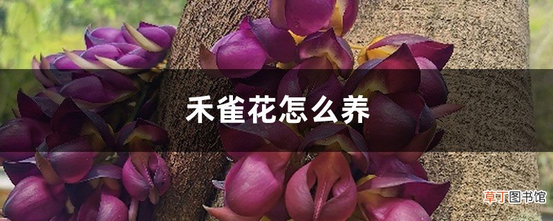 禾雀花怎么养