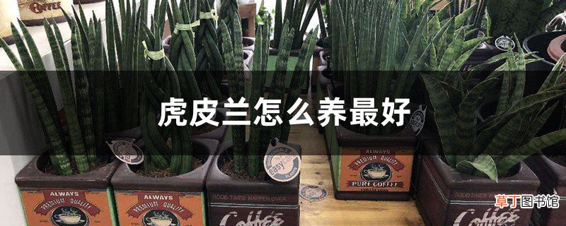 虎皮兰怎么养最好