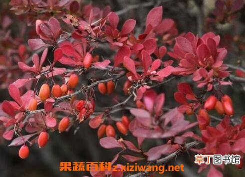 紫叶小檗的用途和应用