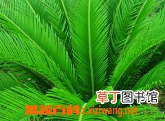 铁树叶的营养价值和副作用