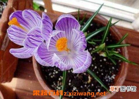 番红花的养殖方法和注意事项