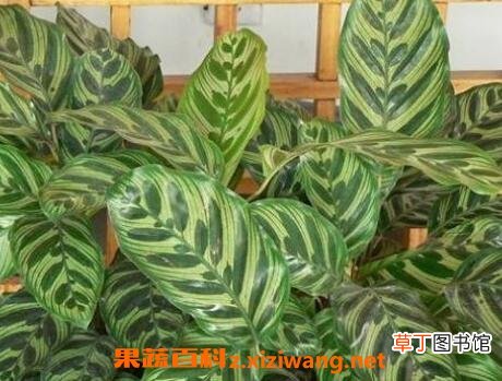肖竹芋怎么养 肖竹芋的养殖方法和技巧