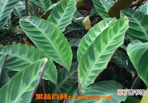 肖竹芋怎么养 肖竹芋的养殖方法和技巧