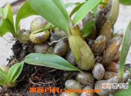 石串莲怎么养 石串莲的功效与作用