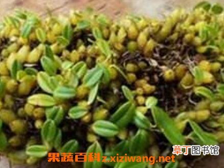 石串莲怎么养 石串莲的功效与作用