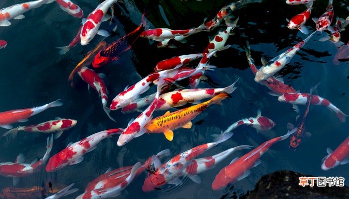 女人梦到满条河都是鱼