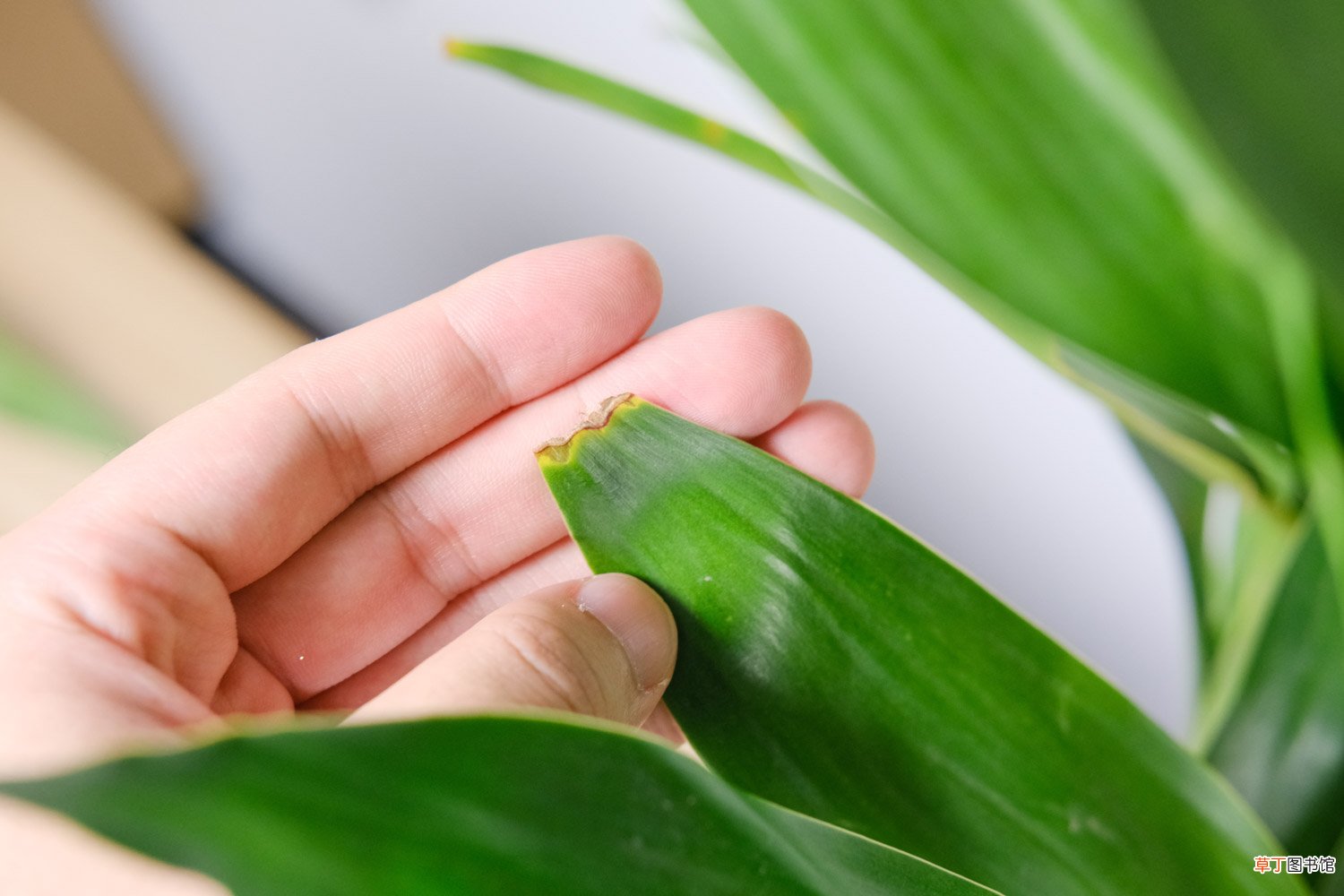 养“富贵竹”总烂根，不如水里兑点“液体”，防腐还能灭菌，实用！