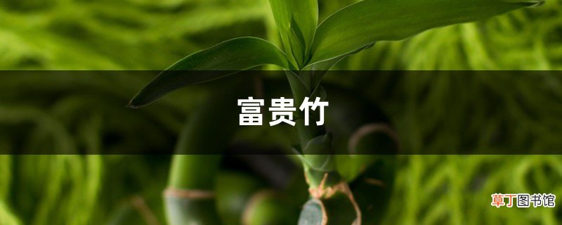 养“富贵竹”总烂根，不如水里兑点“液体”，防腐还能灭菌，实用！