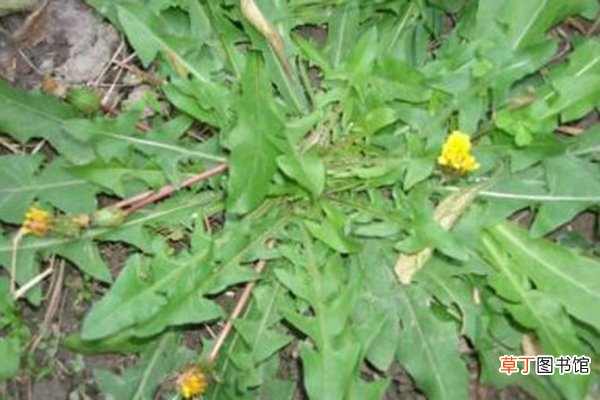 天冷就吃这种“野菜”，种子撒一把，30天长成一盆