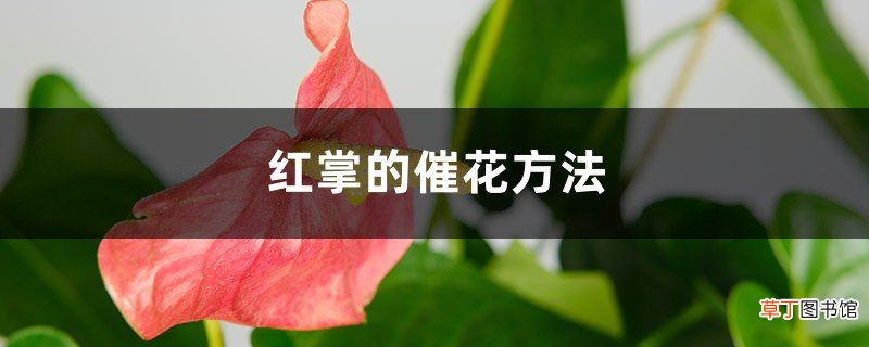 红掌的催花方法