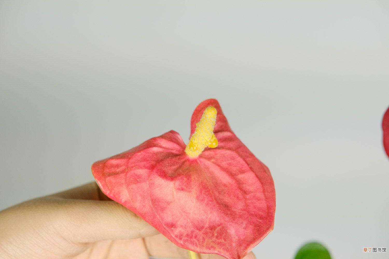 红掌的催花方法