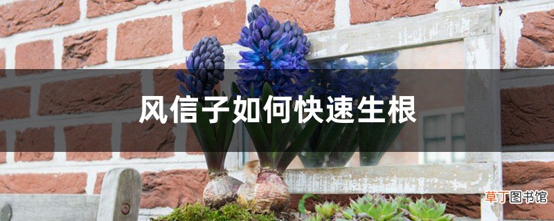 风信子如何快速生根