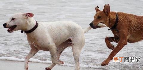 同一窝的小狗为什么会打架 狗为什么会打架