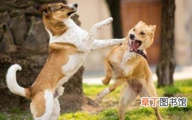 同一窝的小狗为什么会打架 狗为什么会打架