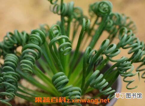 弹簧草怎么种植 弹簧草怎么养