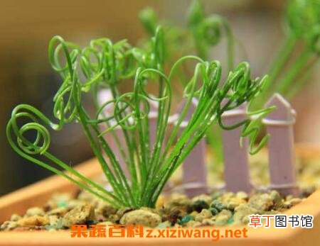 弹簧草怎么种植 弹簧草怎么养