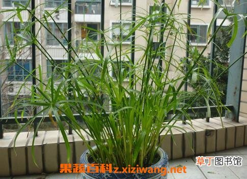 水竹图片 水竹的养殖方法和注意事项