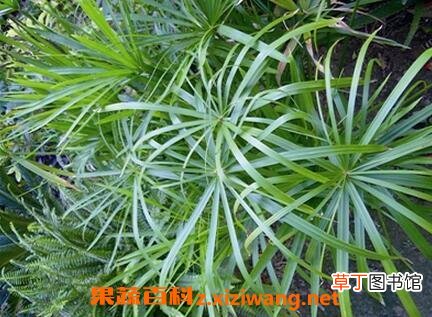 水竹图片 水竹的养殖方法和注意事项