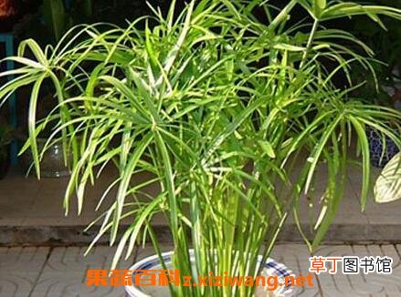 旱伞草图片 旱伞草的养殖方法和注意事项