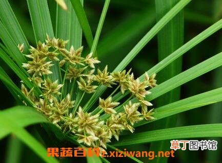 旱伞草图片 旱伞草的养殖方法和注意事项