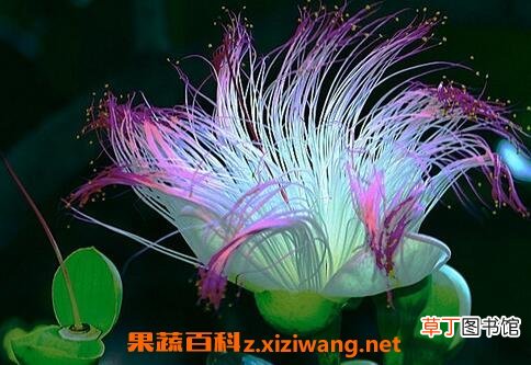 合欢树花的功效与作用