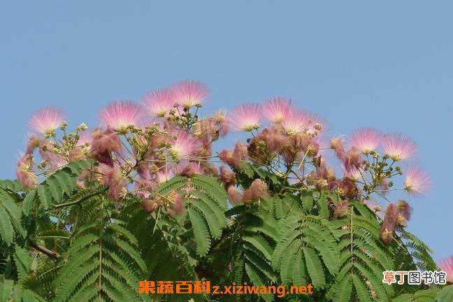 合欢树花的功效与作用