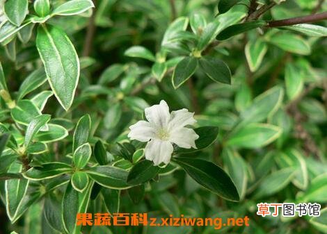 六月雪图片 六月雪的养殖方法