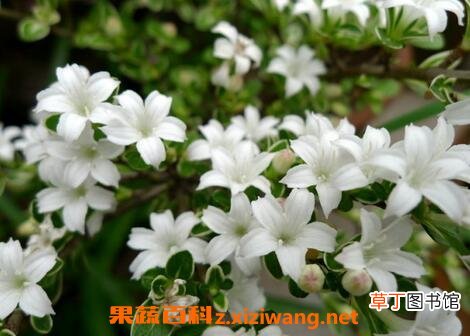 六月雪图片 六月雪的养殖方法