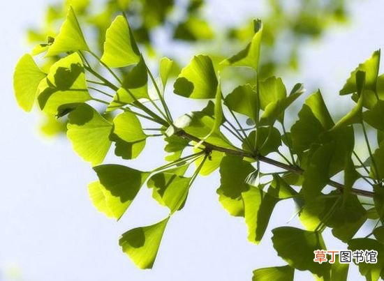 银杏树的叶子像什么 ？ 银杏树叶子像什么？