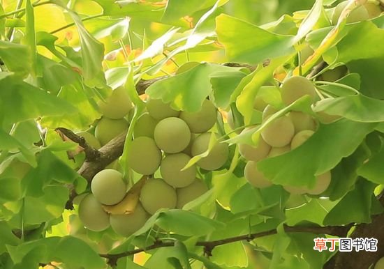 银杏树的叶子像什么 ？ 银杏树叶子像什么？