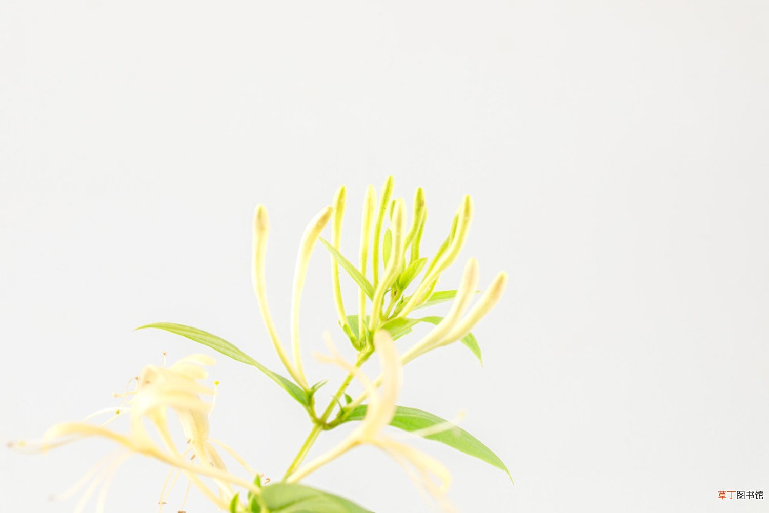 金银花冬天怎么养