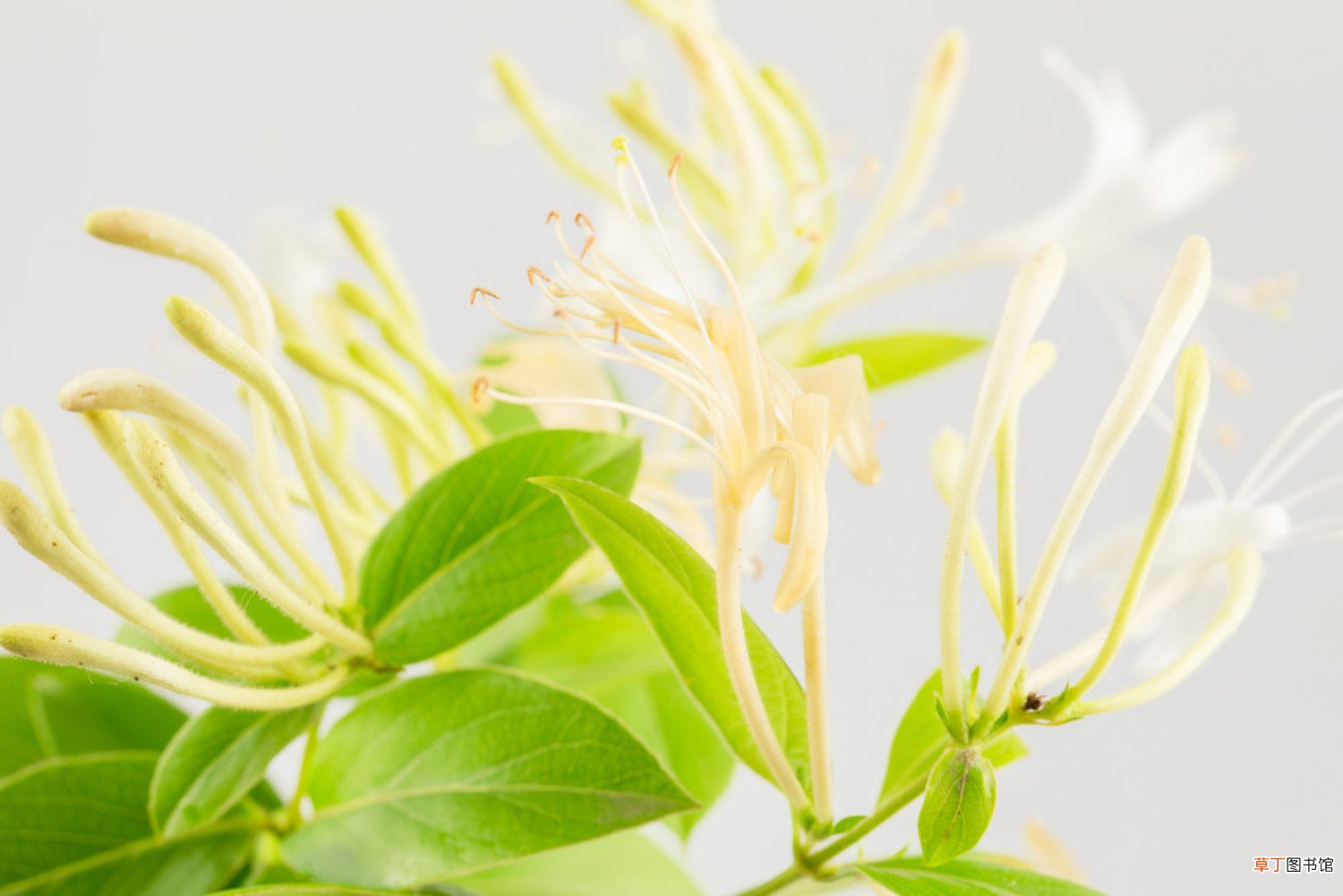 金银花冬天怎么养