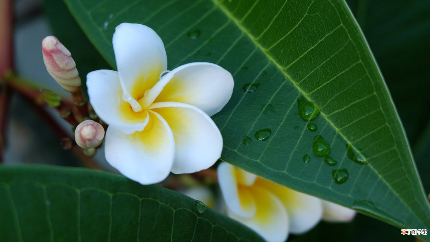 鸡蛋花盆栽怎么养