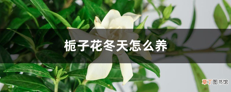 栀子花冬天养，用这“2招”，不黄叶干枯，来年花苞蹿！